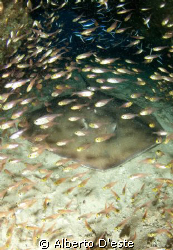 A big Sting Rey in cave wrapped in glass fish.
Nikon D70... by Alberto D'este 